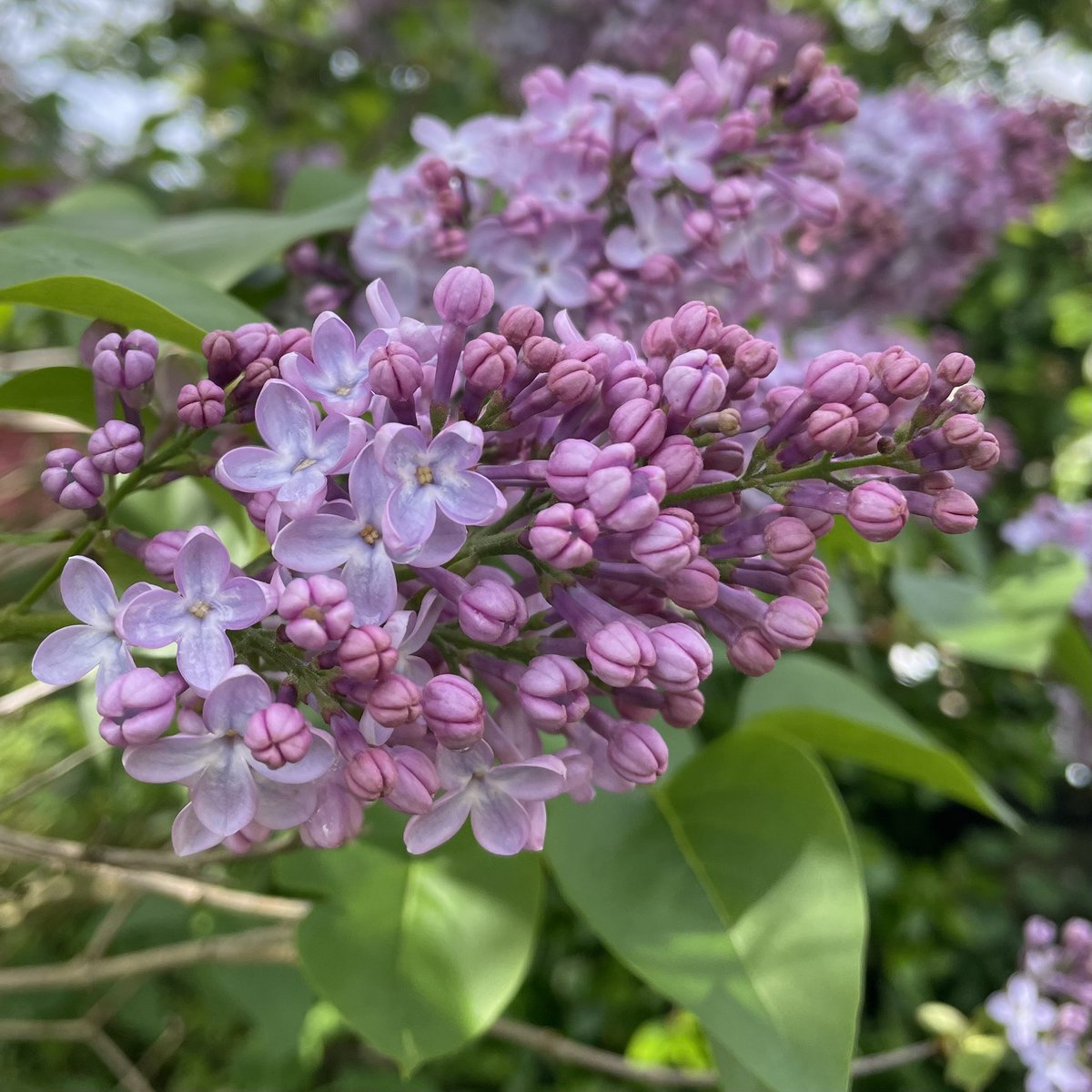 b_pascaline_'s tweet image. “Now that the lilacs are in bloom. She has a bowl of lilacs in her room.” 

– T.S. Elliot 

#poetry #springinireland #naturelovers #lilacs #flowersmakemehappy