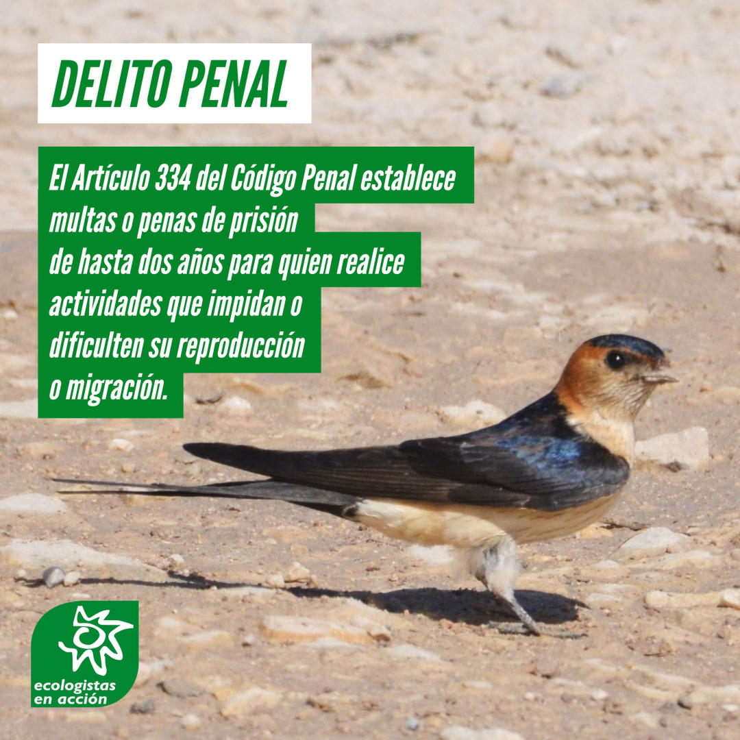 El vencejo común (Apus apus), la golondrina común (Hirundo rustica) y el avión común (Delichon urbicum) son especies insectívoras protegidas y destruir sus nidos es un delito. No lo olvides,

#LasTresMosquiteras