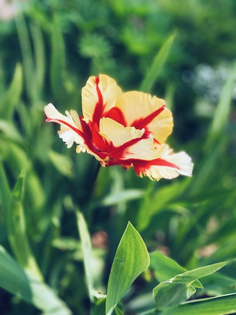 japetoltd's tweet photo. Who was out enjoying the glorious weather this weekend? ☀️#garden #gardening #gardentools #gardentool #gardenjobs #gardenersofinstagram #gardengram #gardenersofig #gardenersofinsta #gardenlife #gardendesign #gardenphoto #gardenphotography #picoftheday #foryou #foryoupage https://t.co/nkcVam26Ug