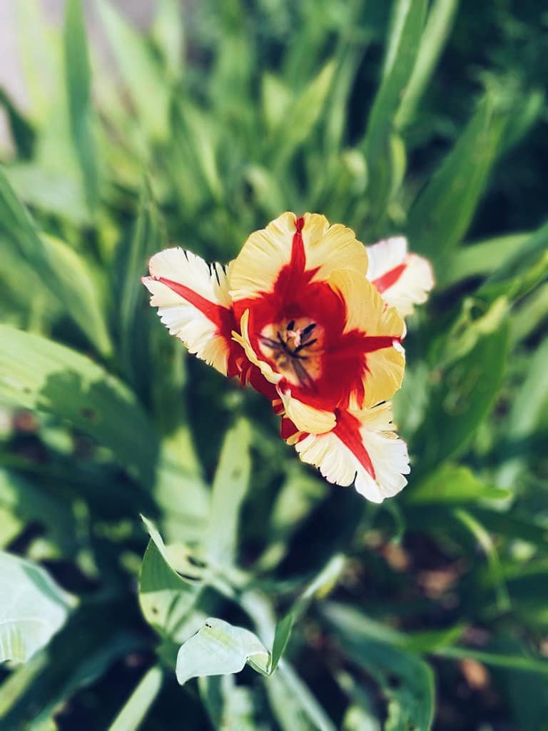 Who was out enjoying the glorious weather this weekend? ☀️#garden #gardening #gardentools #gardentool #gardenjobs #gardenersofinstagram #gardengram #gardenersofig #gardenersofinsta #gardenlife #gardendesign #gardenphoto #gardenphotography #picoftheday #foryou #foryoupage