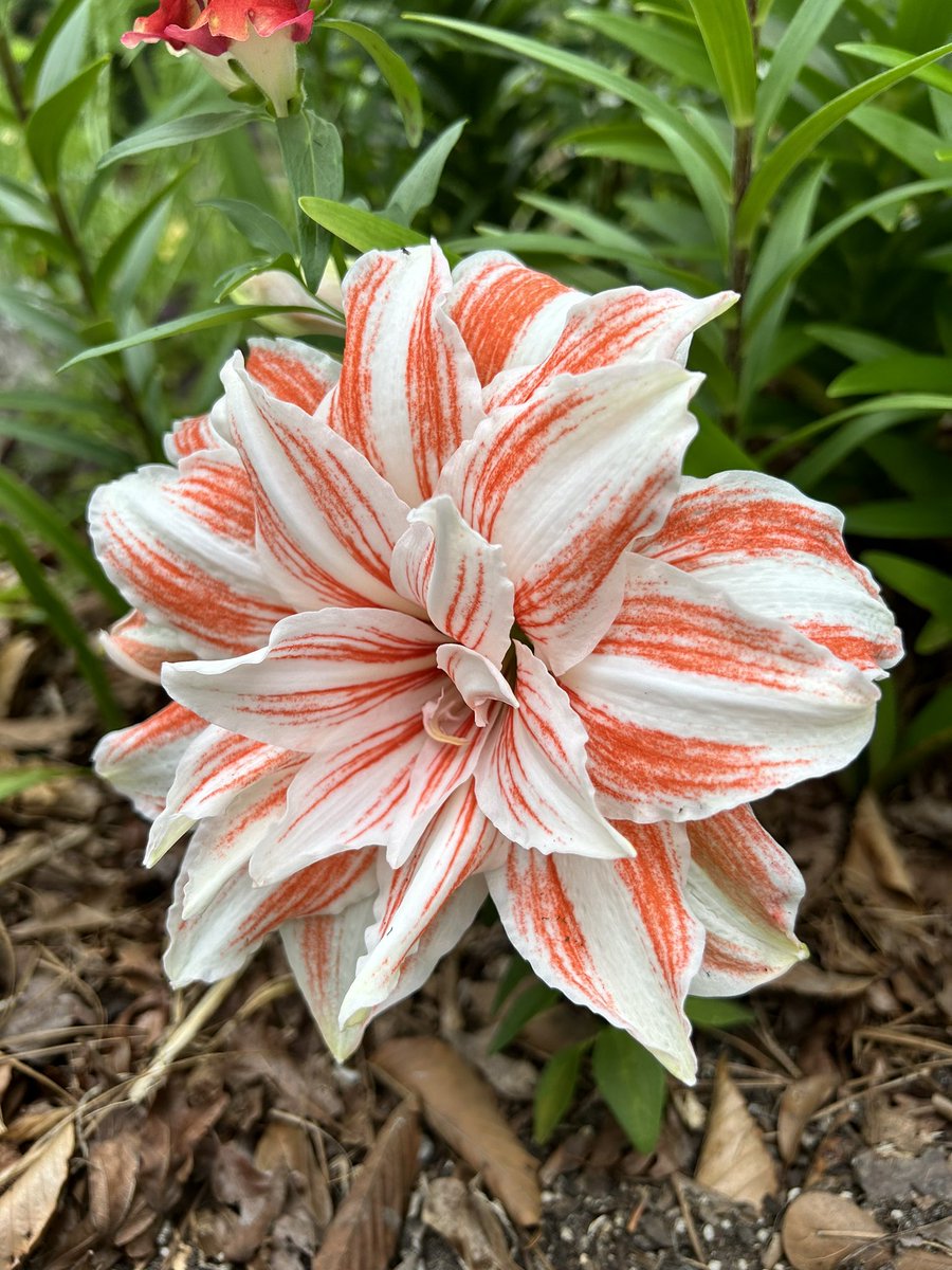 She may be late but definitely worth the wait, Amaryllis dancing queen 💃👑 in #MyGarden 😍

#GardeningTwitter #Flowers #gardening #flowerphotography #Amaryllis #Plants #AmaryllisFlowers #SummersComing