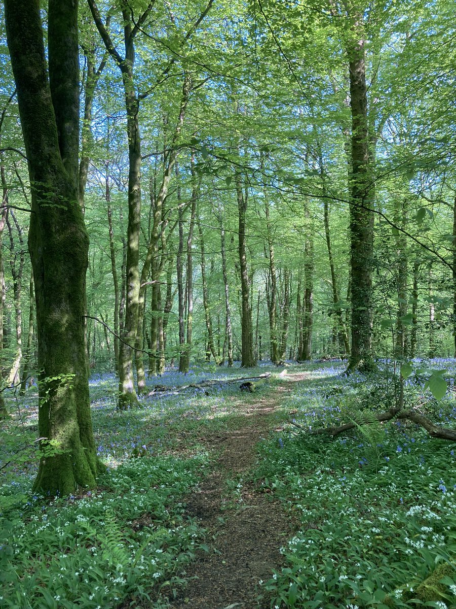 rosiebristow's tweet image. Radyr &amp;amp; Morganstown Trail Half Marathon

How lush was this!? All the bluebells and wild garlic out, my fave pine forest, skylarks singing on the Garth, tough climbs, skipping down descents, and a bit of mud.

Well done to all my fellow @runningpunks and friends!

📸Tosh Simpkin