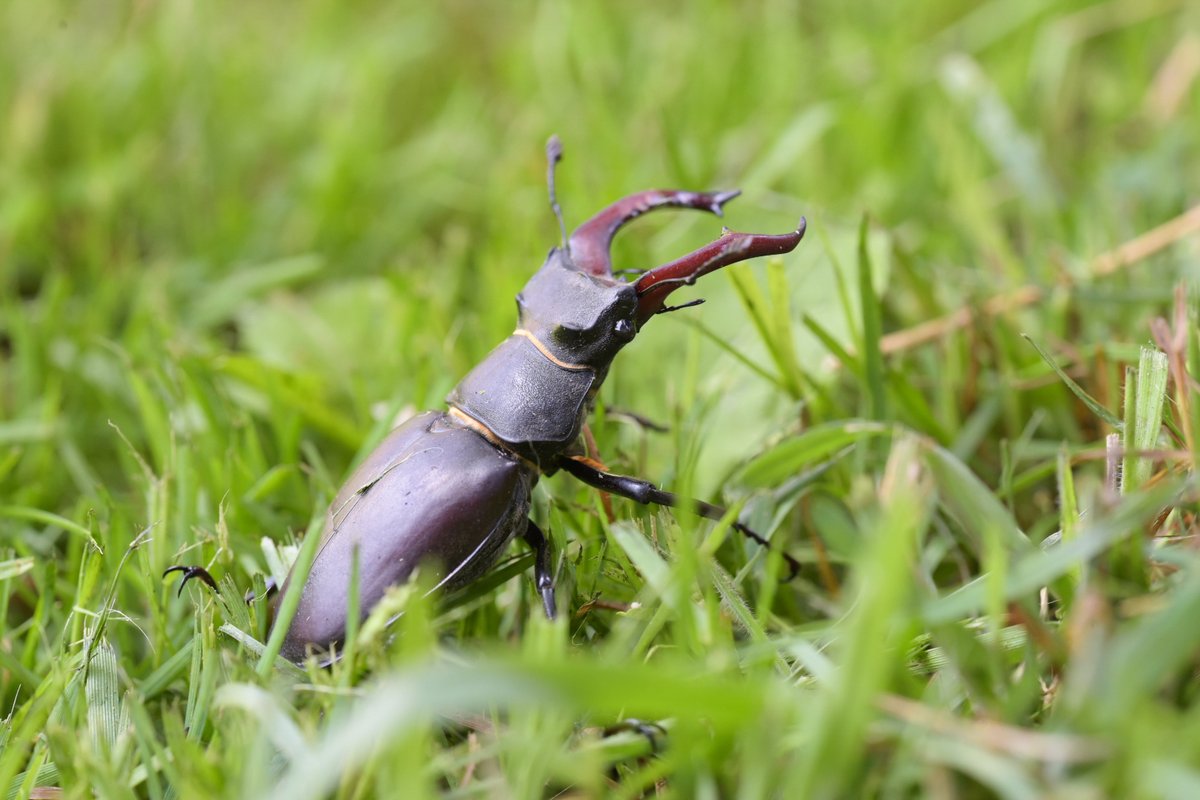 PTES's tweet photo. Hooray, it's #StagBeetle season! 🐛 🙌

Which means the weather is warming up and stag beetles are emerging, and we've love you to take part in our #GreatStagHunt survey! All you have to do is tell us when you see one, it's that easy!

👉 https://t.co/skjzDPD7Ki

📸Debbie Stevens https://t.co/qz8WKx084X
