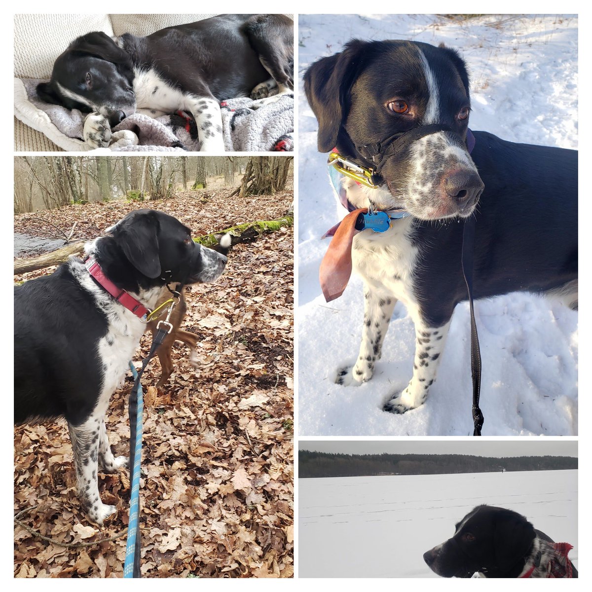 Flint Dibble 🍖🏺 on Twitter "Post a picture of your pet and a picture