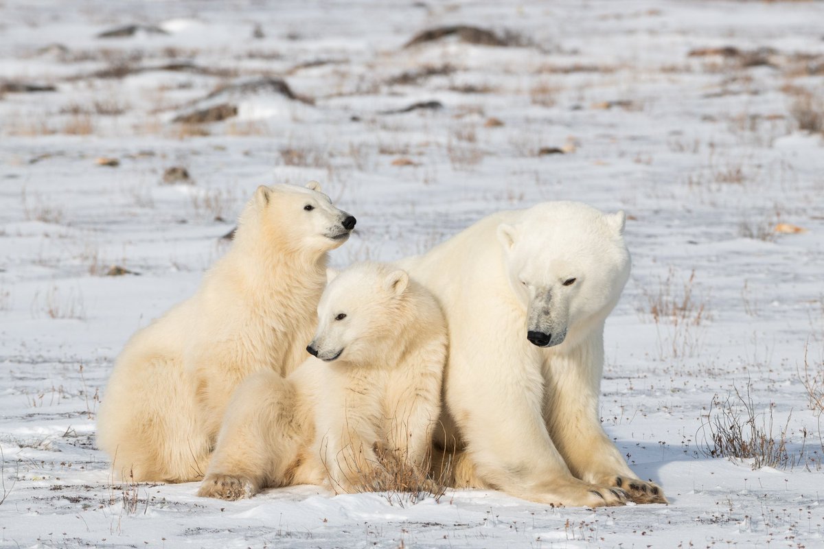 Ramington_photo's tweet photo. Happy Motherβs Day π»ββοΈβοΈ
#MothersDay #TaleOfIce https://t.co/W0yvhD9xPy