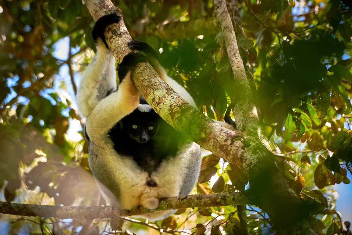 Best Chill-Out Technique | Indri Cooling the Engine…. 😅
🐵 Analamazaotra | Madagascar
#visitmadagascar #travelafrica #endangeredspecies #wildlife_shots #natureismetal #worldshares #mammals #awesomeglobe #animal_fanatics #indri #wildlifeconservation #africansafari #primate