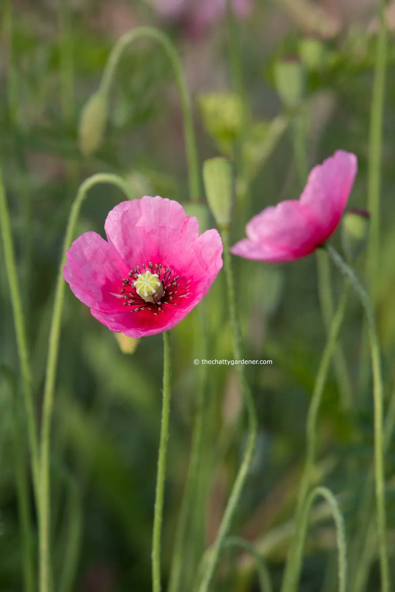 This week's #CheeringUpMondays flower is something spotted at <a href="/MalvernShows/">RHS Malvern Spring & Autumn Shows</a> on <a href="/jamielanglands/">Jamie Langlands</a> garden. Read more here: buff.ly/3BrC5lj 

#gardening #MondayMotivation