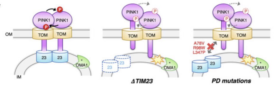 The TIM23 translocase of the inner membrane of mitochondria stabilizes PINK1 and thereby directly influences the distribution of Parkin. Beautiful mechanistic <a href="/CellReports/">Cell Reports</a> study by Toshihiko Oka and Toshiya Endo relevant for mitophagy and parkinson. cell.com/cell-reports/f…