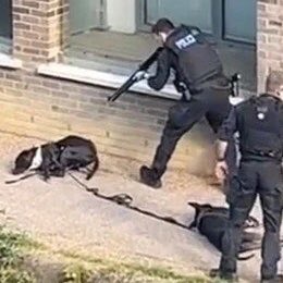 domdyer70's tweet photo. A week on from the tragic killing of two dogs in Limehouse by the Metropolitan police, huge public anger has forced an Independent Office of Police Conduct investigation & over £30,000 has been raised for a legal defence fund for the dogs owner. Thank you to Dogs on Streets & everyone who has spoken out your voices have been heard. Justice will be done in this case