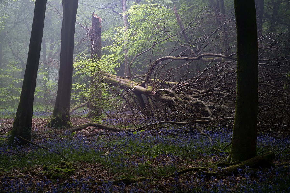 Narada
#spring #bluebells #woodlandphotography #wexmondays #fsprintmonday #appicoftheweek #sharemondays2023 #startrek