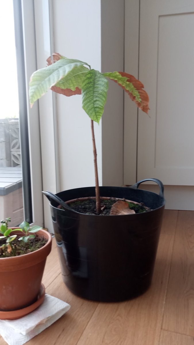 The lockdown cocoa plant from @YorkCocoaHouse survives! Grown from seed since March 2020, its stem is now about 35cm tall and its next pair of leaves are getting ready to come.