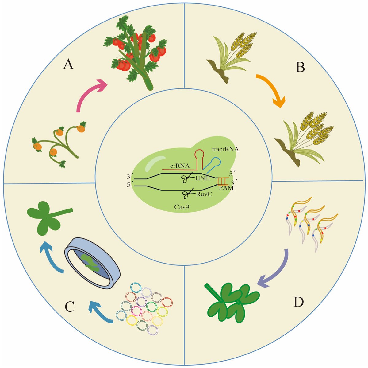BatleyLabUWA (@batleylab) on Twitter photo Just published! Check out our latest review on CRISPR-based genome editing tools as an accelerator for crop breeding, led by two <a href="/BatleyLab/">BatleyLabUWA</a> alumni Fangning Zhang and <a href="/TinaNeik/">Tina Neik</a>
mdpi.com/1422-0067/24/1β¦
<a href="/IJMS_MDPI/">IJMS MDPI</a> <a href="/BiolSci_UWA/">School of Biological Sciences, UWA</a> <a href="/IOA_UWA/">The UWA Institute of Agriculture</a> Just published! Check out our latest review on CRISPR-based genome editing tools as an accelerator for crop breeding, led by two <a href="/BatleyLab/">BatleyLabUWA</a> alumni Fangning Zhang and <a href="/TinaNeik/">Tina Neik</a>
mdpi.com/1422-0067/24/1β¦
<a href="/IJMS_MDPI/">IJMS MDPI</a> <a href="/BiolSci_UWA/">School of Biological Sciences, UWA</a> <a href="/IOA_UWA/">The UWA Institute of Agriculture</a>