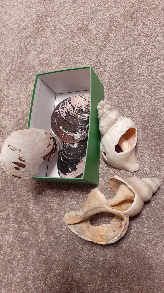 Cristin55844431's tweet photo. @ourladyoflourd1 A was excited to start her homework challenges.Her sister taught her the tongue twister and playing with real sea shells did the trick for quick recalling. #OLOLPhonics #OLOLWriting https://t.co/2KzILhYkjo