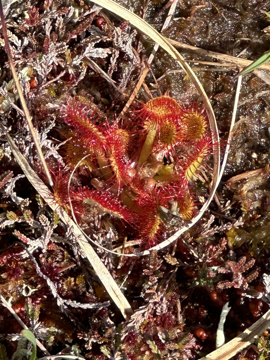 WWPostdadW's tweet photo. see|try|explore|learn|imagine

wherever you #walk, visit, #journey or love to return to, keep an eye out for the changing seasons amid your #footsteps 

Spring #flora of the #OuterHebrides

#HebrideanWay 
#machair 
#peatbog

Week 19|52 ‘23  images|ideas own https://t.co/F0jpIPt71h
