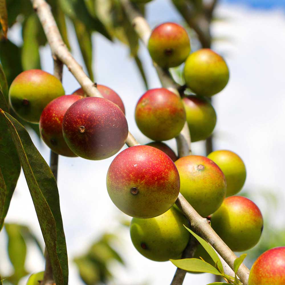 Ferman Health optimization on Twitter "Regular foods can act as powerful