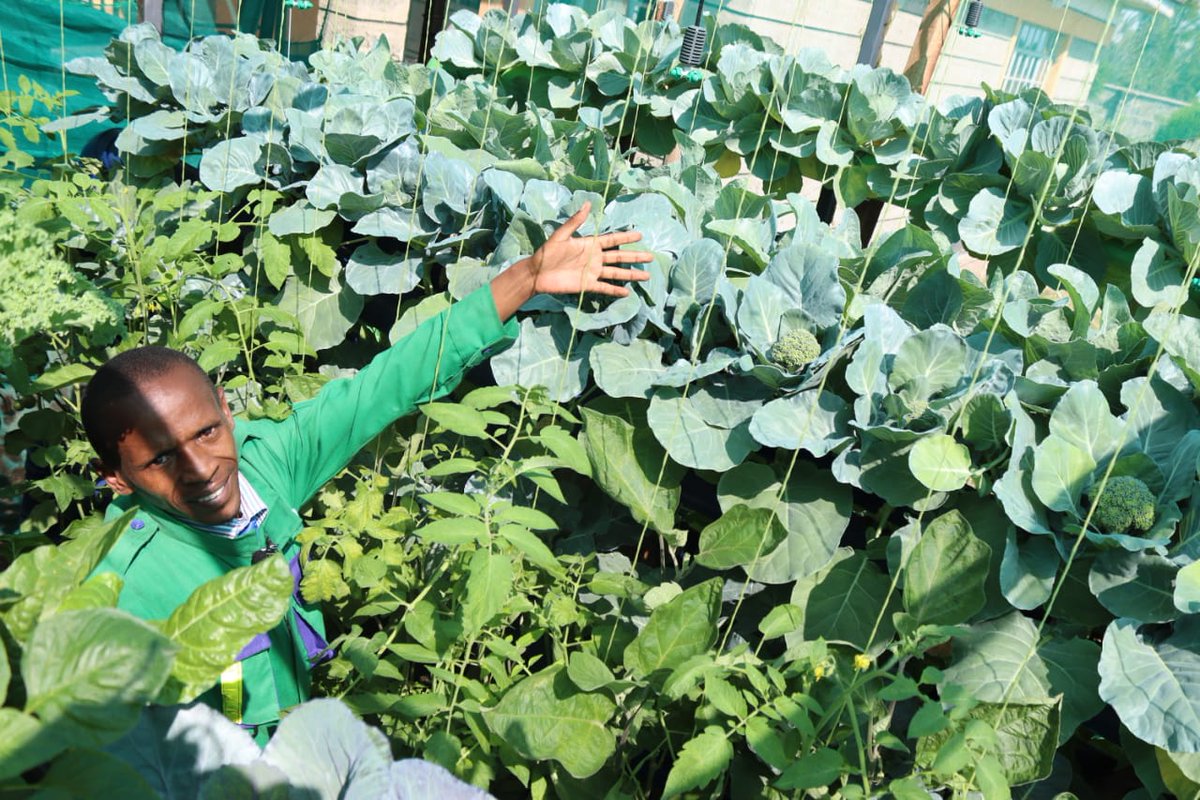 "The future is Urban" President Ruto
Getting ready to harvest Broccoli and cauliflower
#Thika 16% VAT Safaricom #MainaAndKingangi bautross JKIA Hussein Super petrol General Ogolla #Railaodinga 
#innovation #Innovate4Climate 
<a href="/EUClimateAction/">EU Climate Action</a>