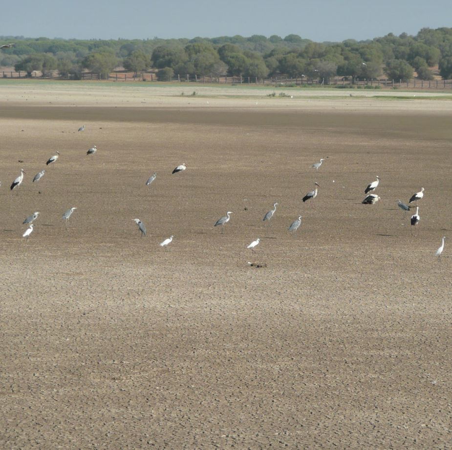 BirdLifeEurope's tweet image. 🚨 URGENT: Doñana National Park on the brink of extinction!🌿💔

Illegal water irrigation practices are pushing this haven for hundreds of thousands of birds to the edge of extinction.

The delicate balance of Doñana's ecosystem is being shattered by over 1,000 illegal wells that