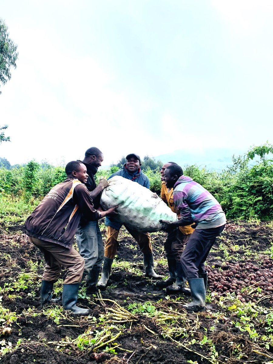 SDGP Potato Value Chain Project Rwanda tweet media