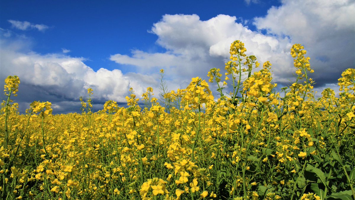 Important Notice | There are immediate changes for canola treated with haloxyfop. The European Union (EU) has announced it intends to reduce the maximum residue limit (MRL) for haloxyfop. 
For details on the changes: loom.ly/c3zFnvw