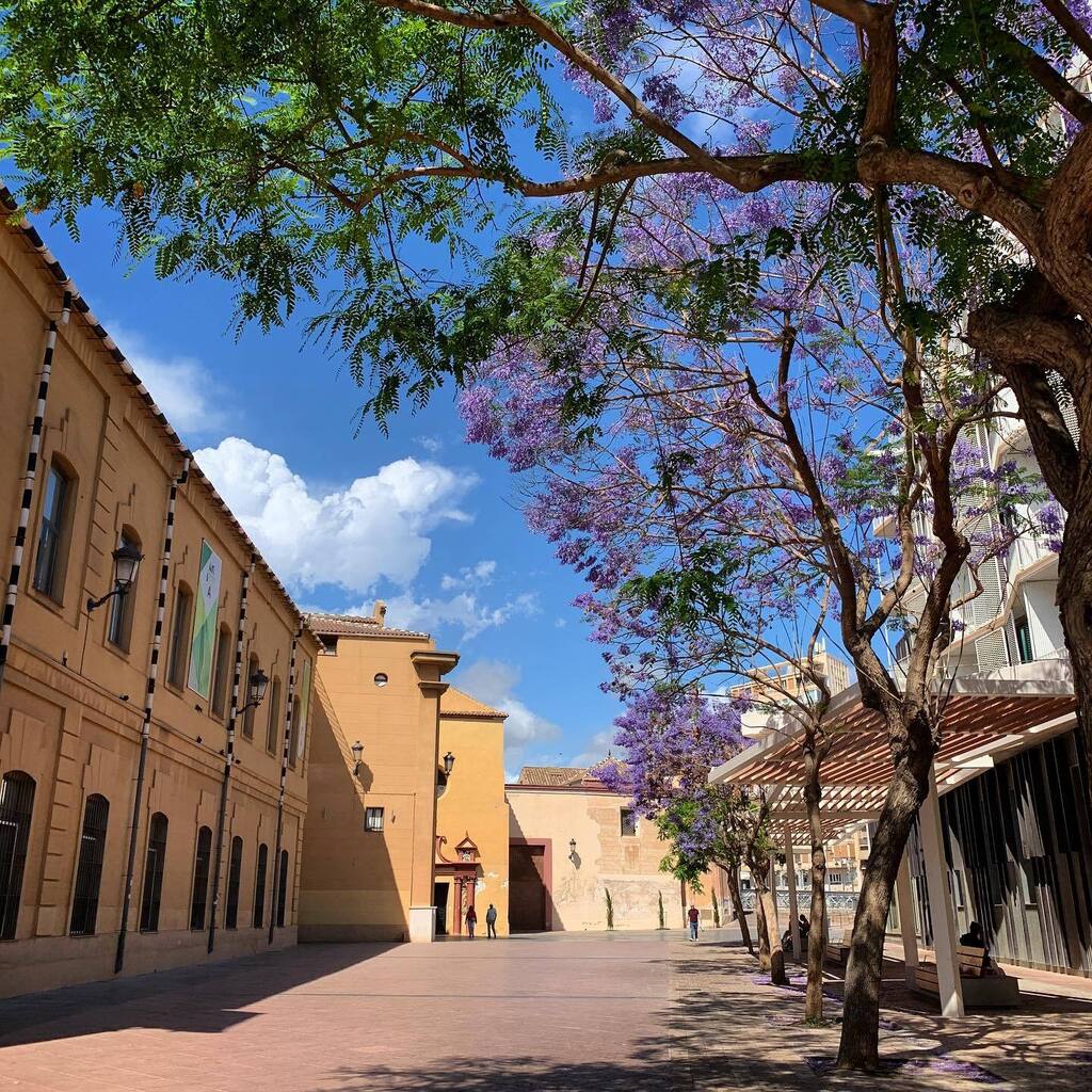 HanniMartiniii's tweet photo. Malaga in spring is just unbeatable! These beautiful jacaranda trees are all over the city and pepper the skyline (and the pavement) with their stunning lilac blooms. The beautiful flora and fauna, coupled with a arm days and cool nights make this out fa… https://t.co/71TtbaBZ80 https://t.co/BvHouEcsDX