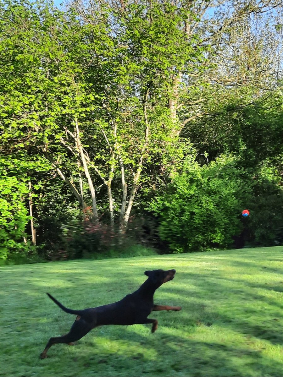NotBadForHerAge's tweet image. I managed to capture this photo just before she launched herself into the air to catch the ball 🥎 🐕 #Damson #Dobermann #athleticdog #leapingdog #happydog #dogsoftwitter
