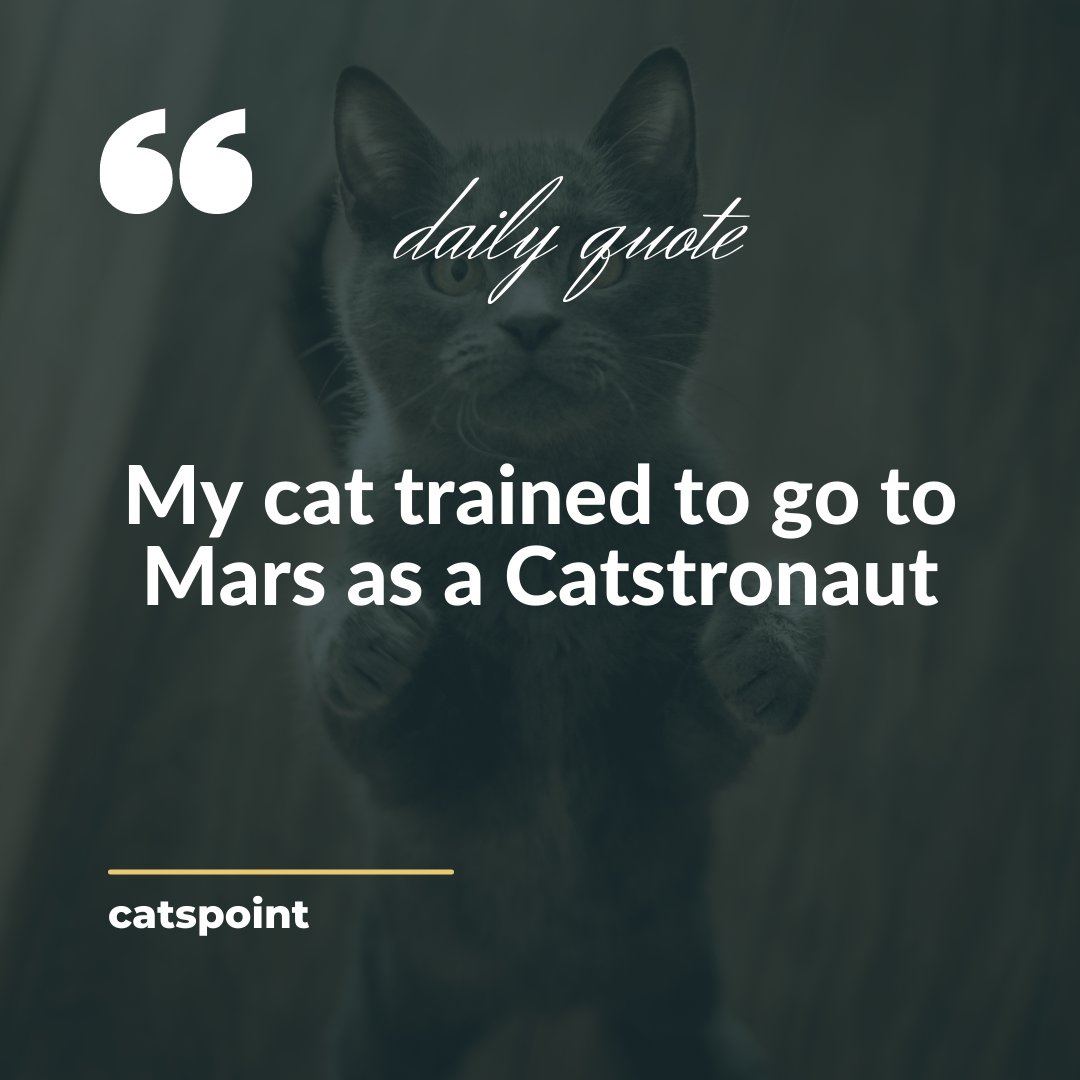 Catspoint1's tweet photo. My cat trained to go to Mars as a Catstronaut

#catlovers #cats #cat #catlife #catlover #catoftheday #meow #kitten #kittens #kitty #pets #pet #catlove #world #cute #catloversclub #love #cutecats #cutecat #animals #catquote #catlovequote #catfunnyquote #catmotivitionalquote https://t.co/HVia98WeOs