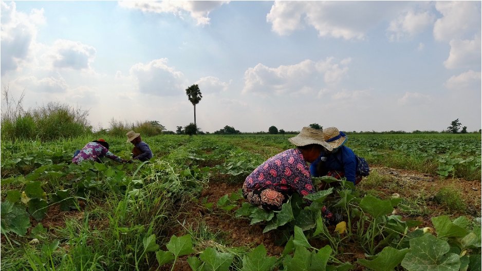 focussouth's tweet image. These photos celebrate the strength and resilience of peasant women in Cambodia. These inspiring women play a crucial role in agriculture and food production, contributing to their communities' well-being. #CFSGender #WeExist | @UN_CFS @CSM4CFS

📷 from: focusweb.org/photo-exhibiti…