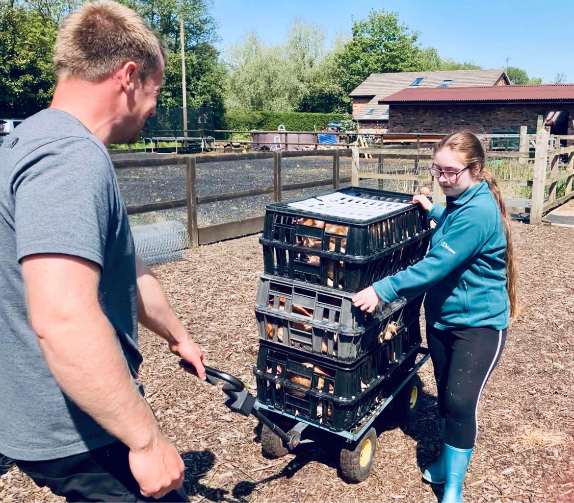 Lucky Hens Rescue 🐔 tweet media