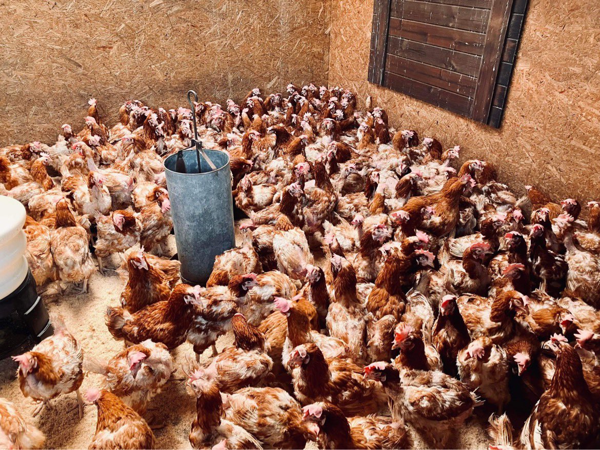 Lucky Hens Rescue 🐔 tweet media