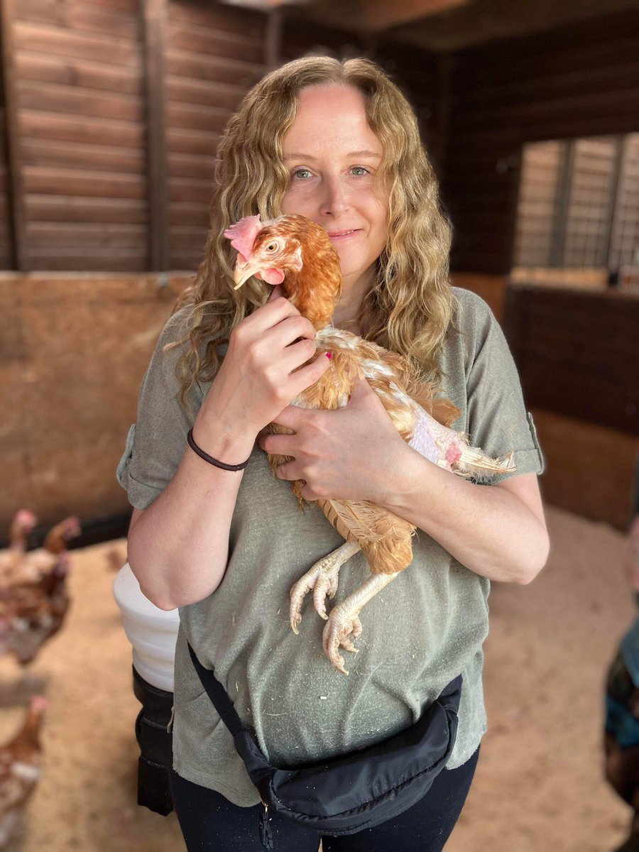Lucky Hens Rescue 🐔 tweet media