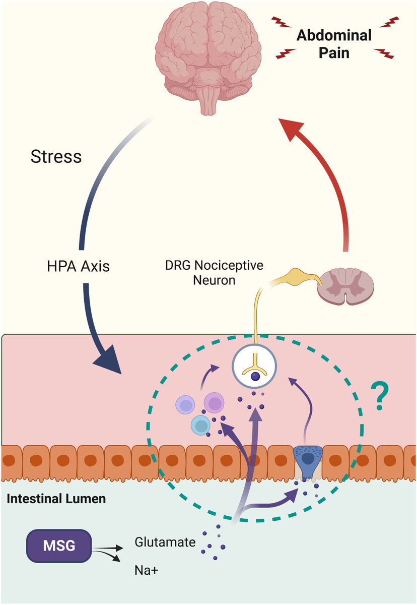 tuck_caroline's tweet photo. Does MSG cause pain symptoms? In this pre-clinical model, we found that luminal MSG can increase visceral sensitivity (i.e. pain) after chronic MSG exposure, warranting further investigations in #IBS patients. Read full paper #openaccess here: https://t.co/1vOYX9bxxb @NGMJournal https://t.co/CjdwK7Maav