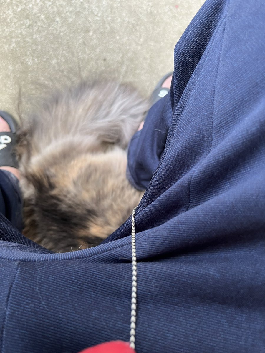 b_ria76's tweet photo. ハーネスつけて猫ちゃん散歩したけど、歩かないでほぼずっとひっつき虫状態だったやーつ https://t.co/vPfW9UE3QU