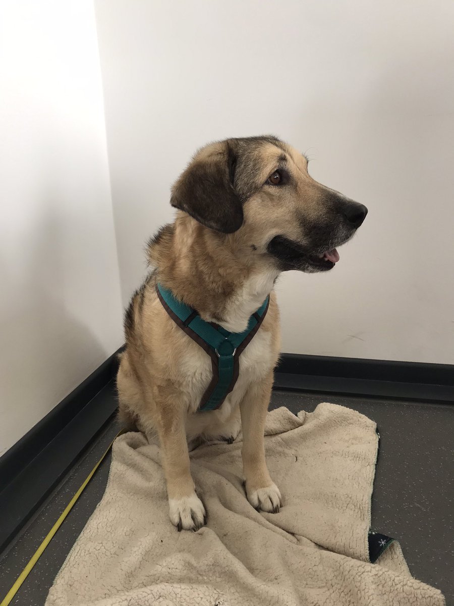 wuffmaus's tweet photo. ich bin ein feines wauzi sagt der mensch, ich war sogar schon 2x heimlich mit in der universität 🤠 ein bisschen langweilig aber immerhin wurde ich viel geflauscht und ein paar snacks gab es auch. natürlich zu wenig! 🥺 https://t.co/TWUV11dLiw
