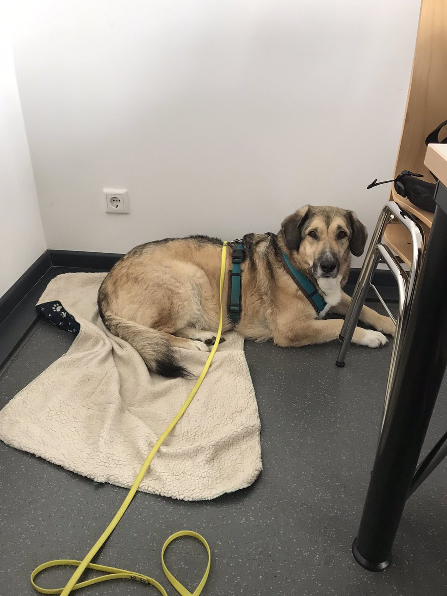 wuffmaus's tweet photo. ich bin ein feines wauzi sagt der mensch, ich war sogar schon 2x heimlich mit in der universität 🤠 ein bisschen langweilig aber immerhin wurde ich viel geflauscht und ein paar snacks gab es auch. natürlich zu wenig! 🥺 https://t.co/TWUV11dLiw