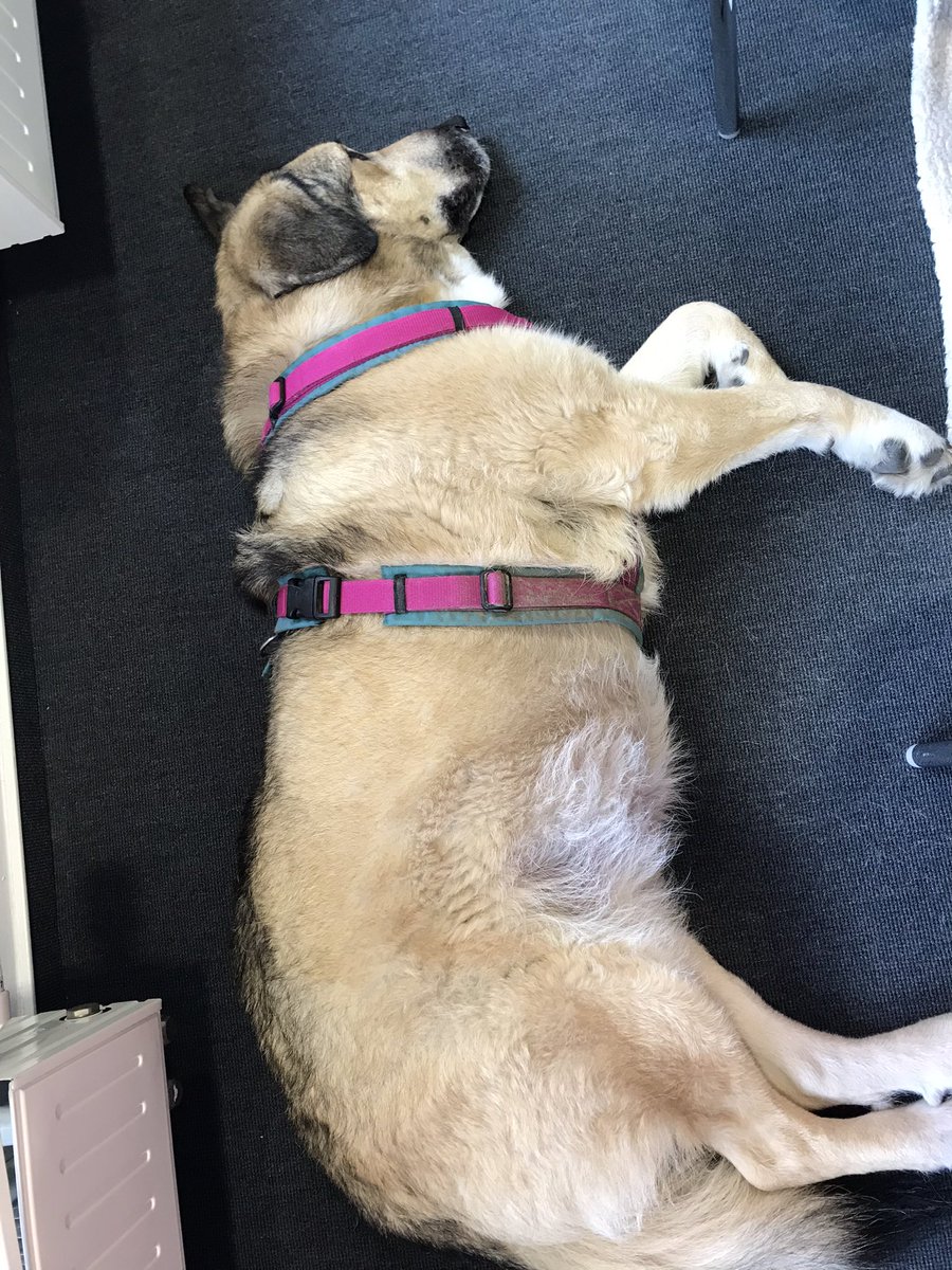 wuffmaus's tweet photo. ich bin ein feines wauzi sagt der mensch, ich war sogar schon 2x heimlich mit in der universität 🤠 ein bisschen langweilig aber immerhin wurde ich viel geflauscht und ein paar snacks gab es auch. natürlich zu wenig! 🥺 https://t.co/TWUV11dLiw