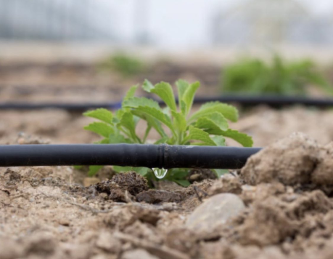 Veneto Agricoltura tweet media