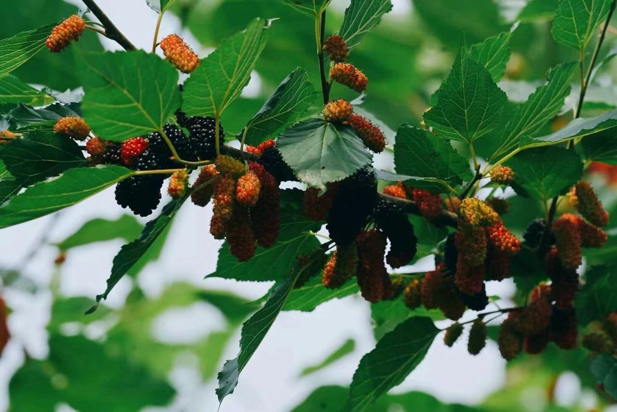 Zaozhuang, China on Twitter "Mulberry harvesting season is coming