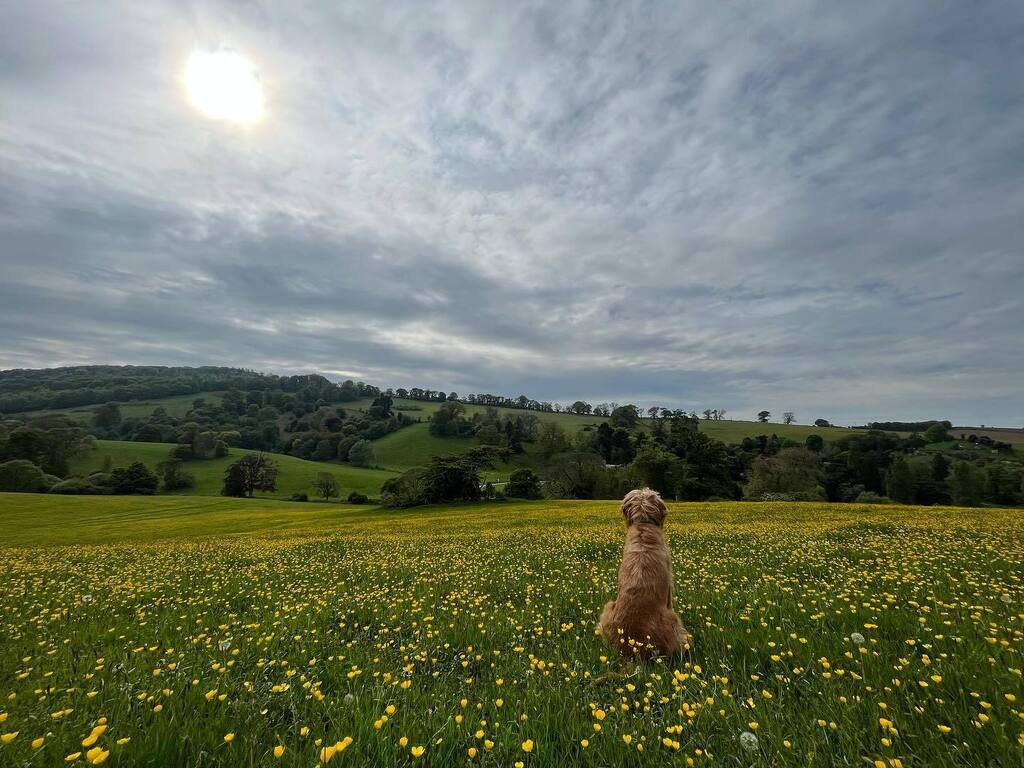 Good morning! Yesterday I had a glorious buttercup walk in the fields of home (Nettlecombe parish) and the view was so lovely that even the dogs I shared it with sat down to admire the view. instagr.am/p/CsQTJr4M4Pb/