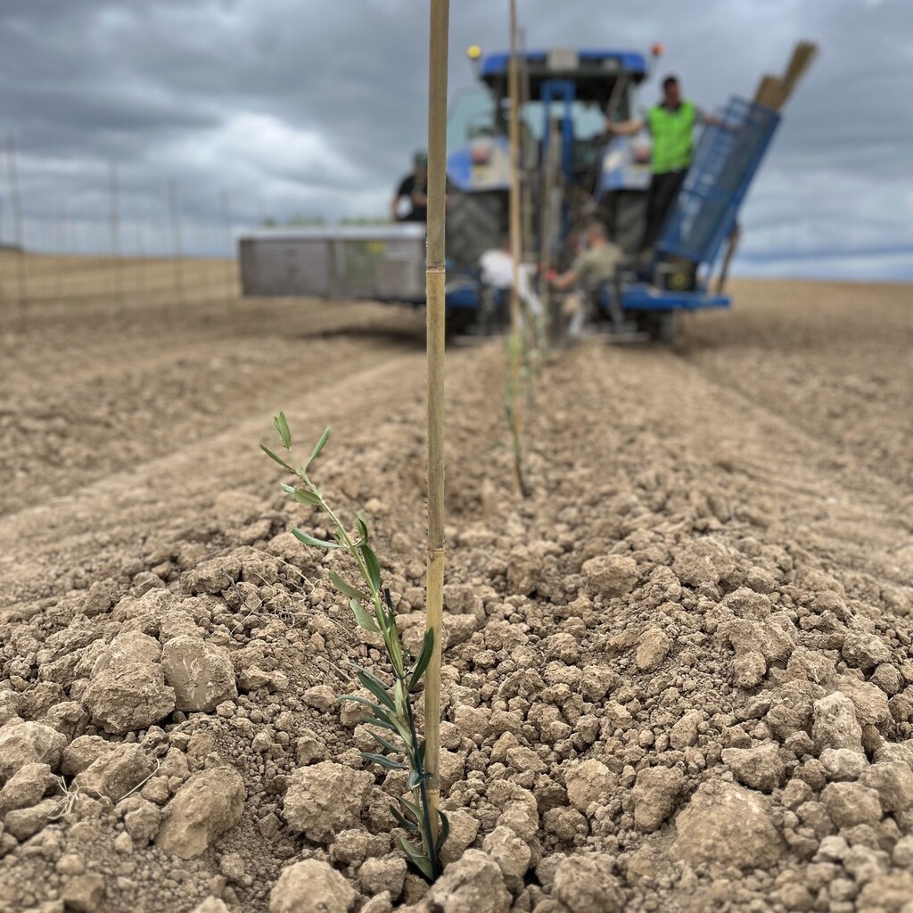 Feliz día de San Isidro labrador, patrón de los agricultores

"San Isidro labrador, reparte el agua y el sol"

#SanIsidro #SanIsidro2023 #SanIsidroLabrador #aove #evoo  #virgenextra #patrón #olivos #lecciana #olivetree #agricultores #agricultura #agricul… instagr.am/p/CsQTGM7tReD/