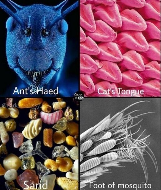 Things under Microscope.
Indeed! Allah is the best creator ❤️