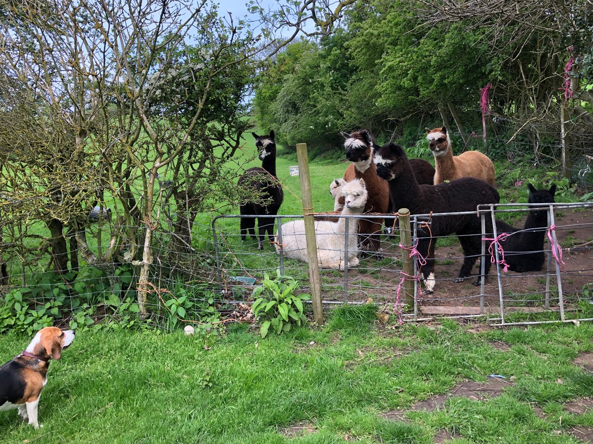 How was your weekend? I made some new fluffy friends 🦙  #DogsOnTwitter #beaglelife