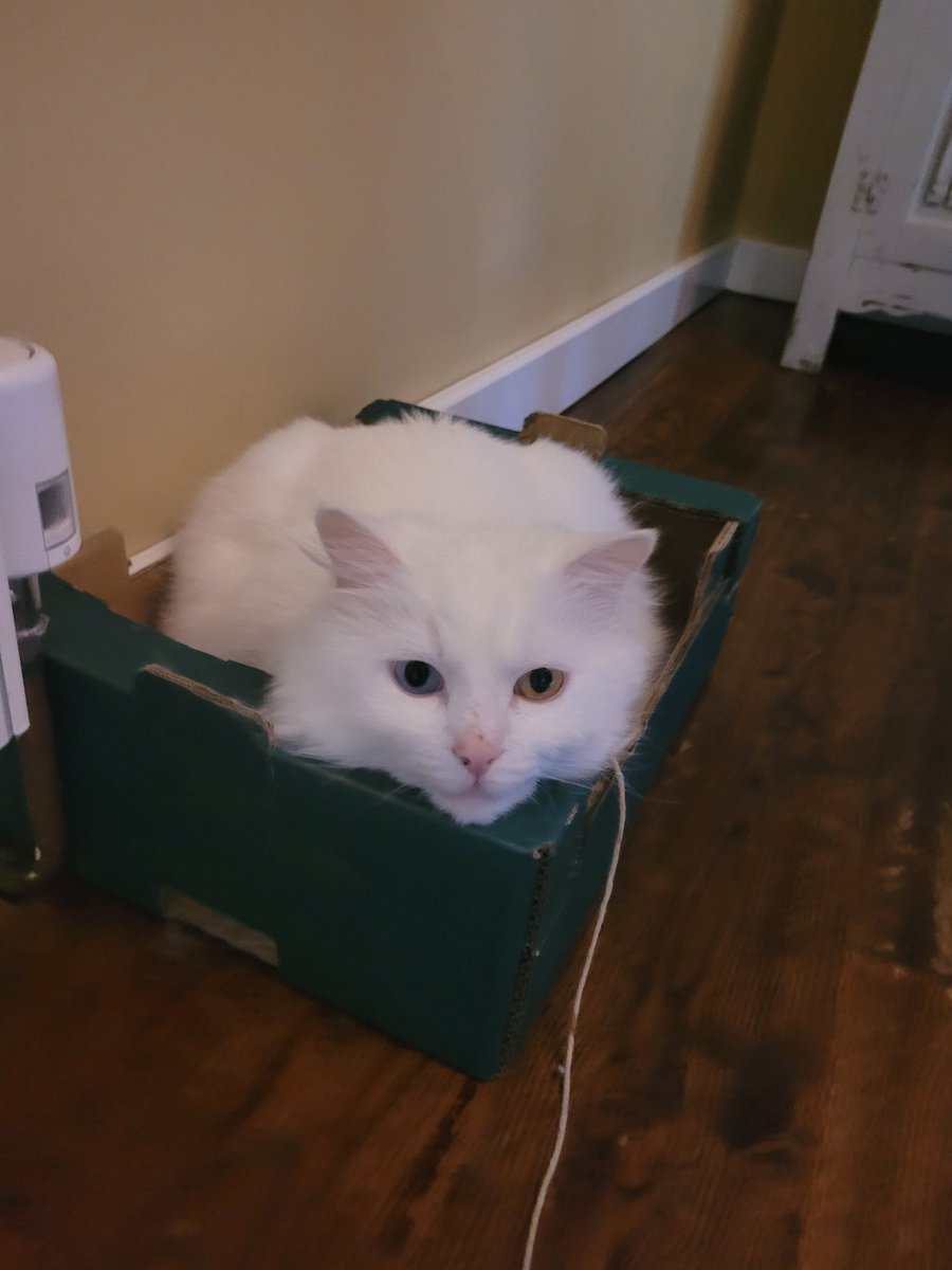 Addammh's tweet photo. If you see this tweet, QT with the most recent photo you took of your pet. No cheating. https://t.co/TwzdXHf5iq