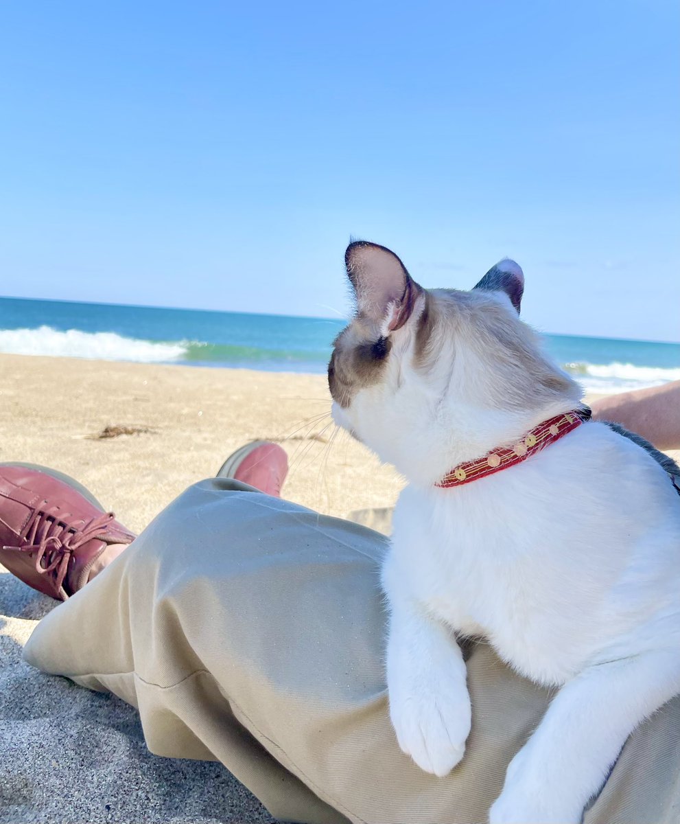 delthoma's tweet photo. ゴールデンウィークにはトーマを連れて海辺に家族で小旅行。
デルはお家でのびのびお留守番でした。
初めての海はどうだったかな？ https://t.co/xZC76rd0wu