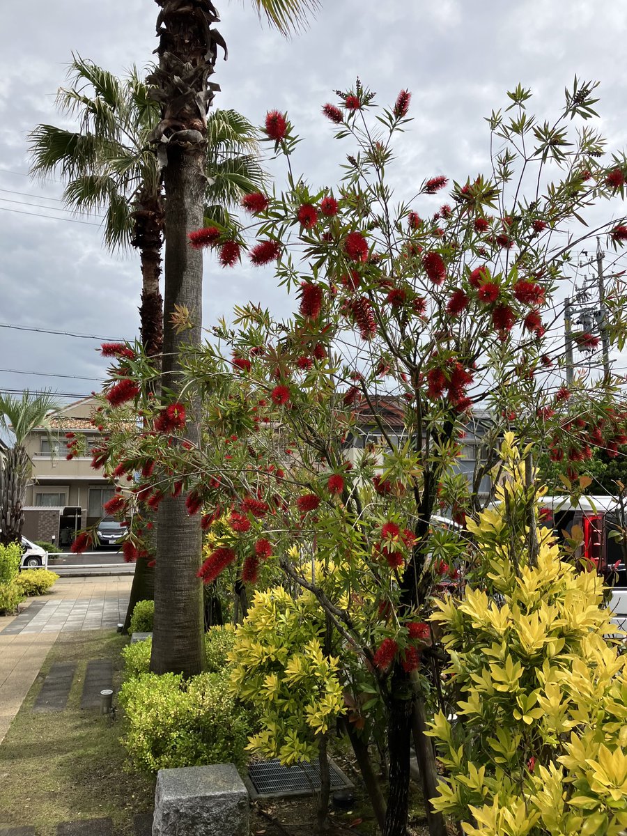 1942kato's tweet photo. 訪問したマンションの玄関先に咲いてます。
和名　ブラシノキ
原産地　オーストラリア全域、ニューカレドニアに30種分布する https://t.co/59qd5JDlVL