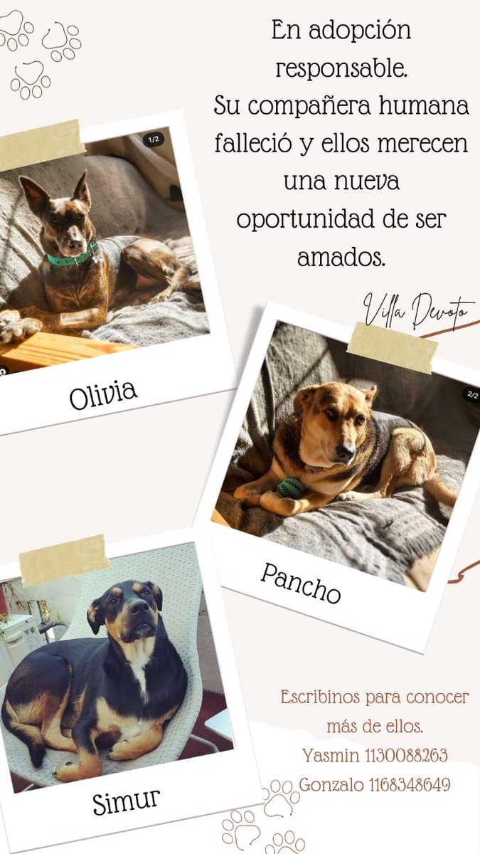 gonzycuervo's tweet photo. Necesitamos encontrarles un lugar (o tres lugares) en donde les puedan dar el amor y cuidado que se merecen. El mismo amor que les daba mi amiga quien falleció el 30 de Abril. 
Gracias por difundir. Hay posibilidades de traslado. https://t.co/apMIr0JUVV