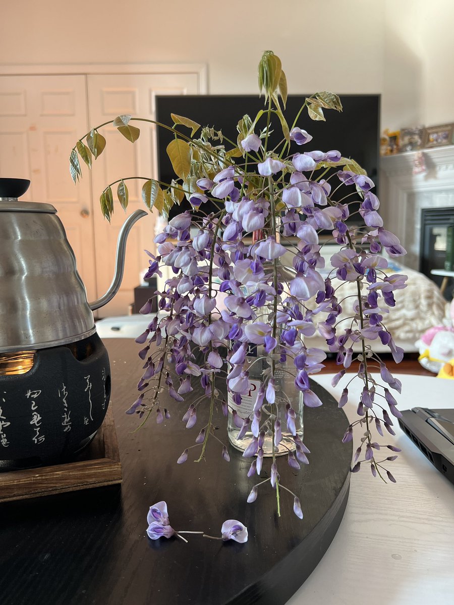 crystal_bear's tweet photo. 今年的紫藤花开了不少，摘两枝回来。家里竟然没有细嘴高身的花瓶，酒瓶子顶上。😂 
又到一年花开时节。我来更新啦。
#CrystalBearsGarden https://t.co/DyG5Fke9QW
