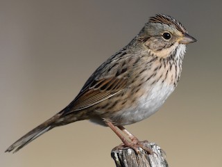 Lincoln's Sparrow is migrating across North America right now, heading to its breeding grounds in subarctic and subalpine regions where it nests in dense shrubby areas. Read more about this sparrow in the newly updated species account: bit.ly/3nZS6vx
#ornithology