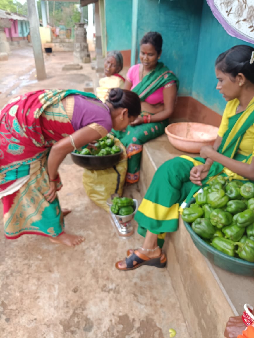 Capsicum cultivation by SHG in Laxmipur block @PRDeptOdisha @dmkoraput
