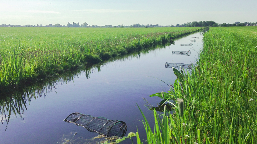 Er is meer onderzoek nodig om te weten of en hoe de rivierkreeft problematiek kan worden beheerst. En wie de regie moet pakken, is nog niet te zeggen. Dat schrijft minister Van der Wal in antwoord op Kamervragen
h2owaternetwerk.nl/h2o-actueel/mi…