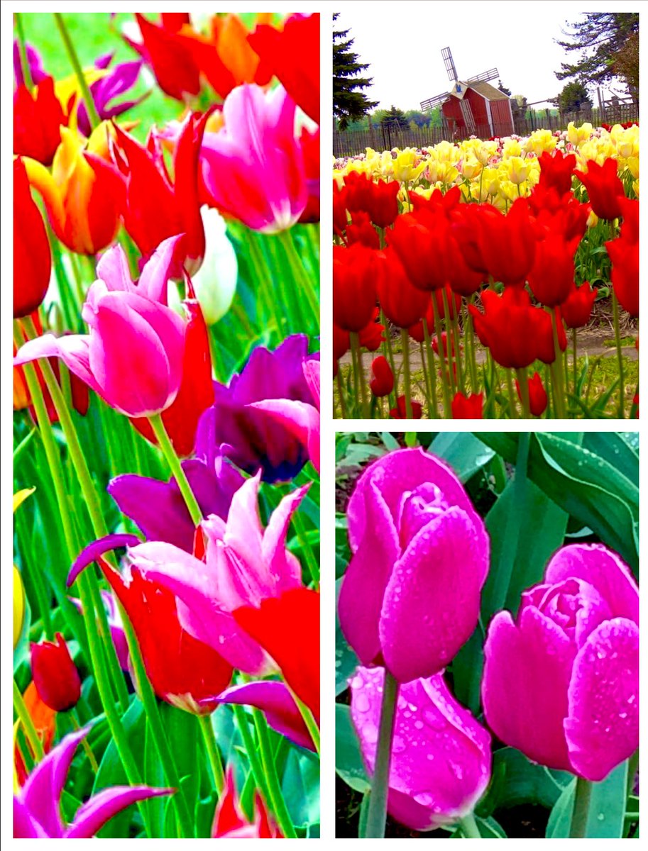 @DailyPicTheme2 The #colors of #spring have popped everywhere; #PureMichigan offers an array of seasonal hues to share.
🌷📸 #mitchandmarcyphotos

#DailyPictureTheme #TulipTime #HollandMI #tulips #flowers #flowerphotography #rtItBot #MIBeachtowns